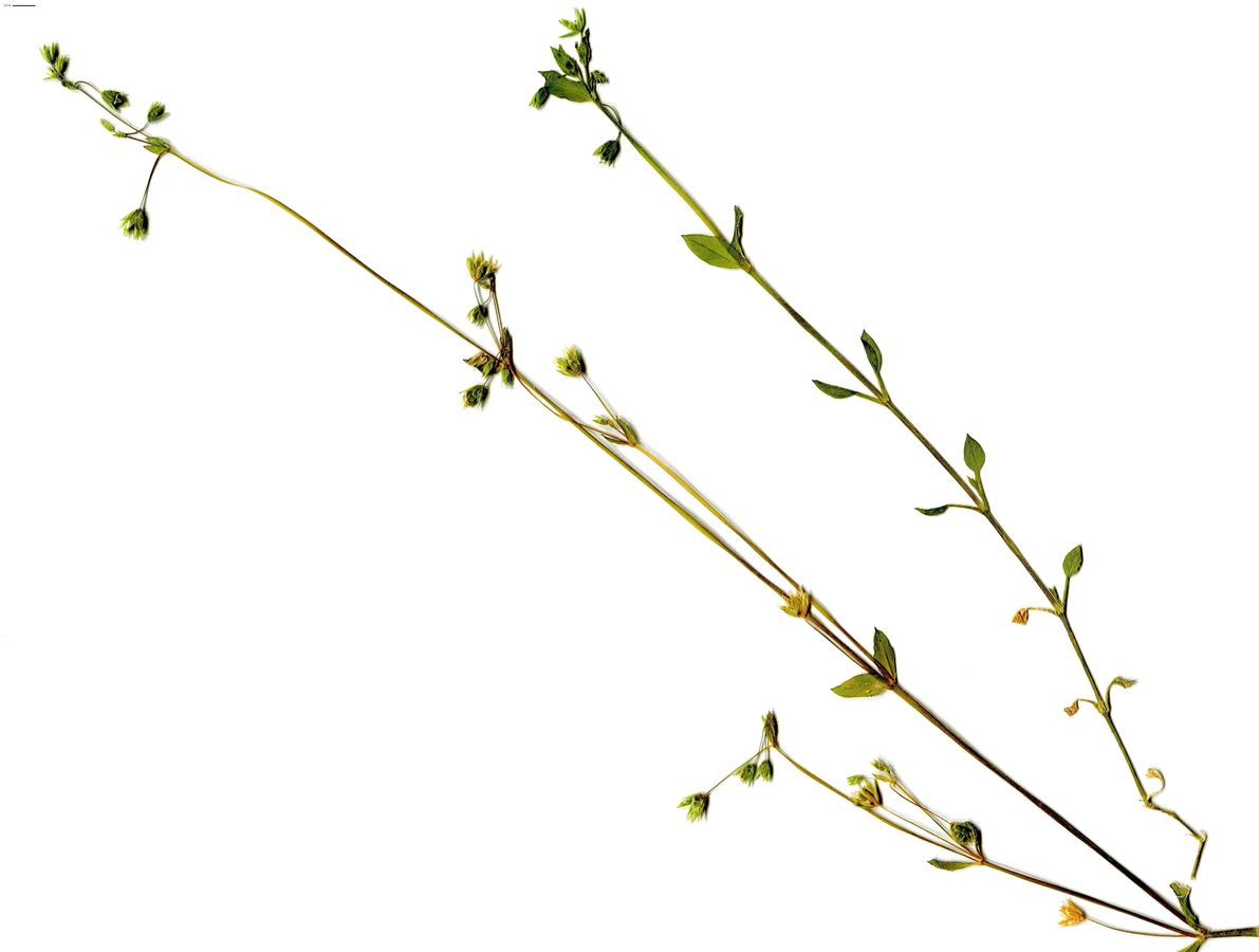 Stellaria pallida (Caryophyllaceae)